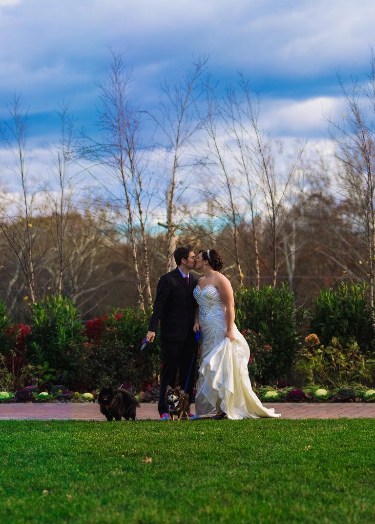 Bride and groom with dogs photo