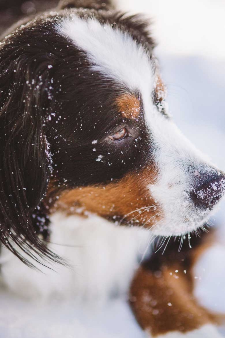 bernese mountain dog in snow